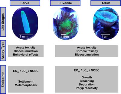 Challenges in Current Coral Reef Protection – Possible Impacts of <mark class="highlighted">UV Filters</mark> Used in Sunscreens, a Critical Review